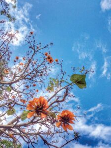 Biocontrol efforts highlighted in new film